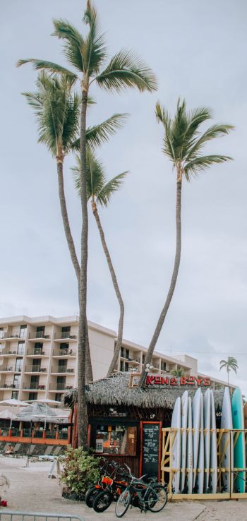 palm trees, surfing Wallpaper 1080x2280