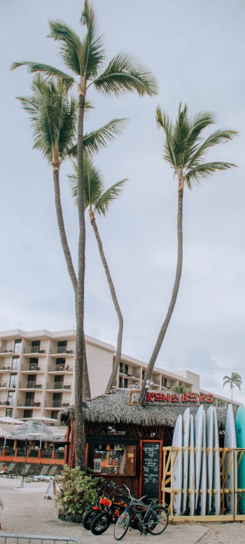 palm trees, surfing Wallpaper 720x1600