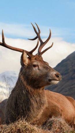 red deer, antlers, wildlife Wallpaper 720x1280