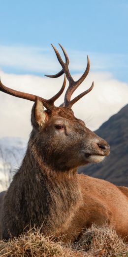 red deer, antlers, wildlife Wallpaper 720x1440