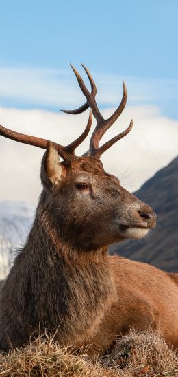 red deer, antlers, wildlife Wallpaper 1440x3040