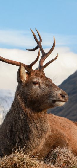 red deer, antlers, wildlife Wallpaper 828x1792