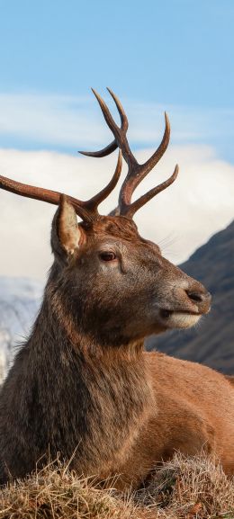 red deer, antlers, wildlife Wallpaper 1440x3200