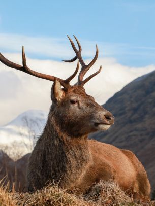 red deer, antlers, wildlife Wallpaper 1620x2160