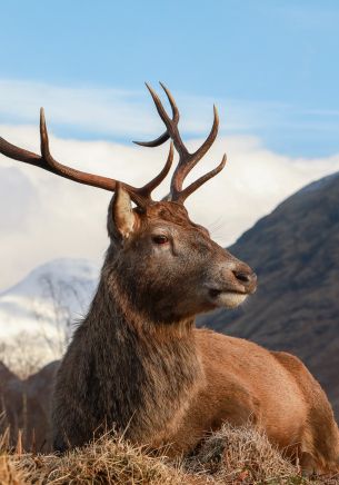 red deer, antlers, wildlife Wallpaper 1668x2388