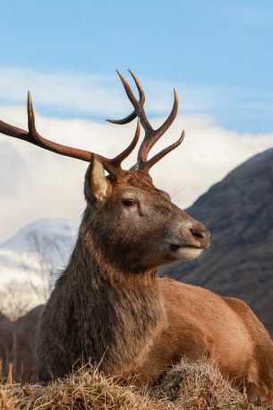 red deer, antlers, wildlife Wallpaper 640x960