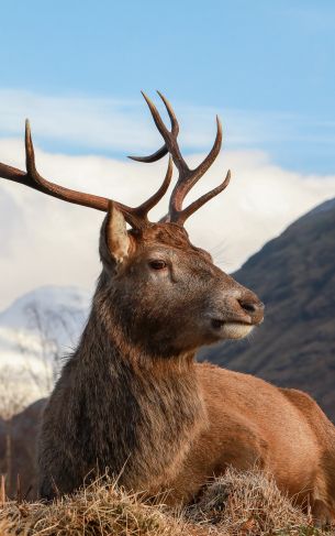 red deer, antlers, wildlife Wallpaper 1752x2800