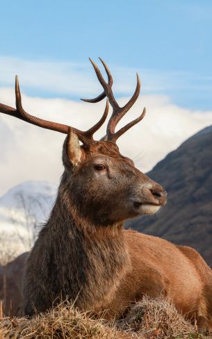 red deer, antlers, wildlife Wallpaper 800x1280