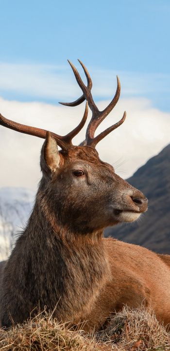 red deer, antlers, wildlife Wallpaper 1080x2220
