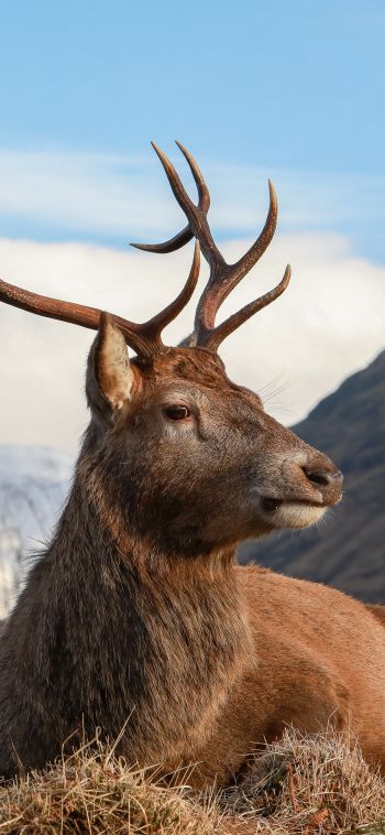 red deer, antlers, wildlife Wallpaper 1080x2340