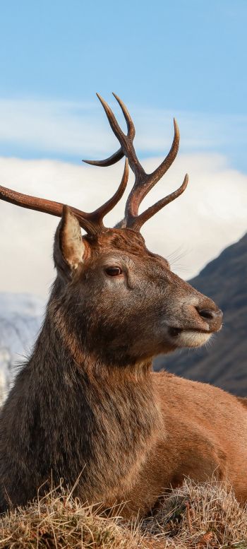 red deer, antlers, wildlife Wallpaper 720x1600