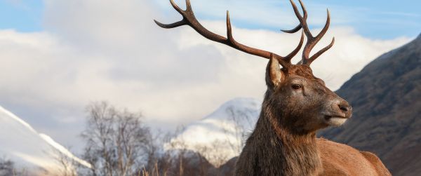 red deer, antlers, wildlife Wallpaper 3440x1440