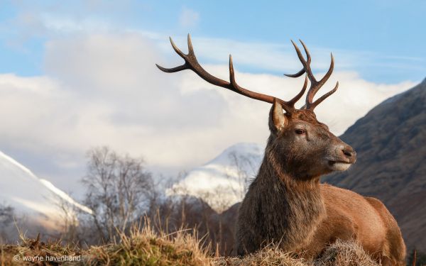 red deer, antlers, wildlife Wallpaper 2560x1600