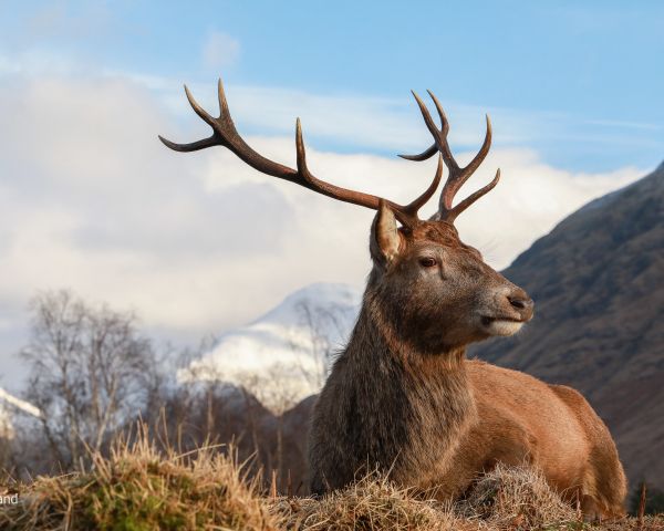 red deer, antlers, wildlife Wallpaper 1280x1024