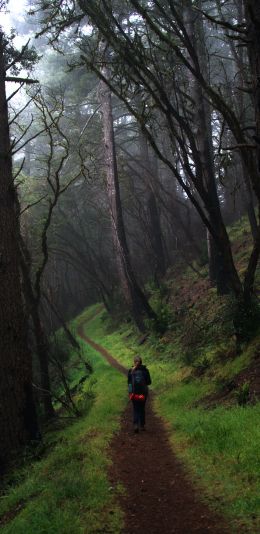 Point Reyes, California, USA Wallpaper 1080x2220