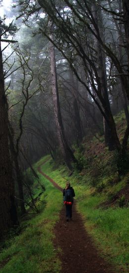 Point Reyes, California, USA Wallpaper 1440x3040