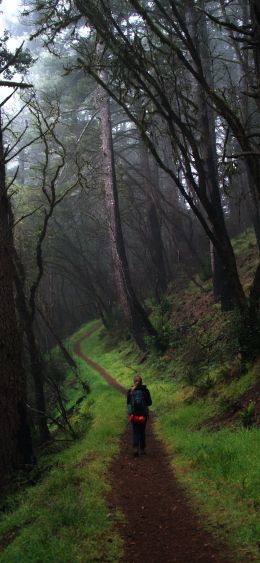 Point Reyes, California, USA Wallpaper 1080x2340