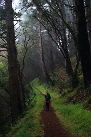 Point Reyes, California, USA Wallpaper 640x960