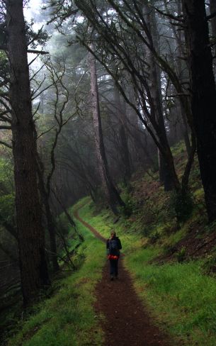 Point Reyes, California, USA Wallpaper 800x1280