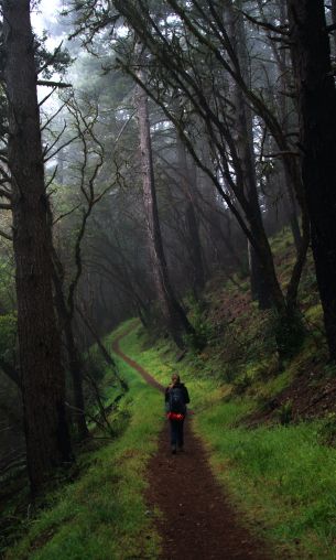 Point Reyes, California, USA Wallpaper 1200x2000