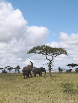 Обои 1668x2224 Национальный парк Серенгети, Танзания