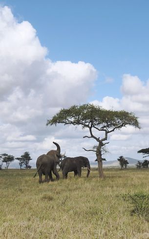 Обои 1200x1920 Национальный парк Серенгети, Танзания