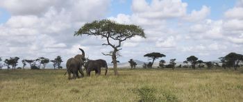 Обои 2560x1080 Национальный парк Серенгети, Танзания