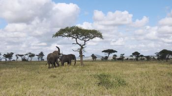 Обои 1600x900 Национальный парк Серенгети, Танзания