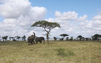 Обои 1920x1200 Национальный парк Серенгети, Танзания