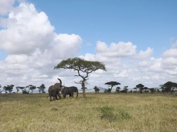 Обои 800x600 Национальный парк Серенгети, Танзания