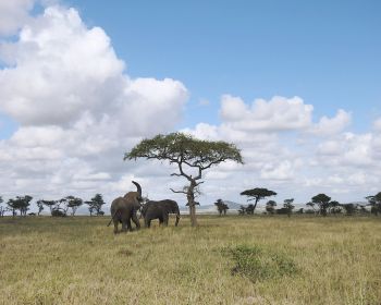 Обои 1280x1024 Национальный парк Серенгети, Танзания