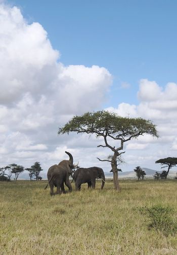Обои 1640x2360 Национальный парк Серенгети, Танзания