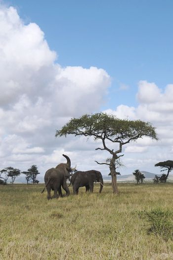 Обои 640x960 Национальный парк Серенгети, Танзания