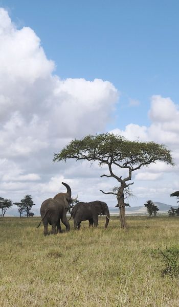 Обои 600x1024 Национальный парк Серенгети, Танзания
