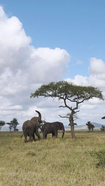 Обои 640x1136 Национальный парк Серенгети, Танзания