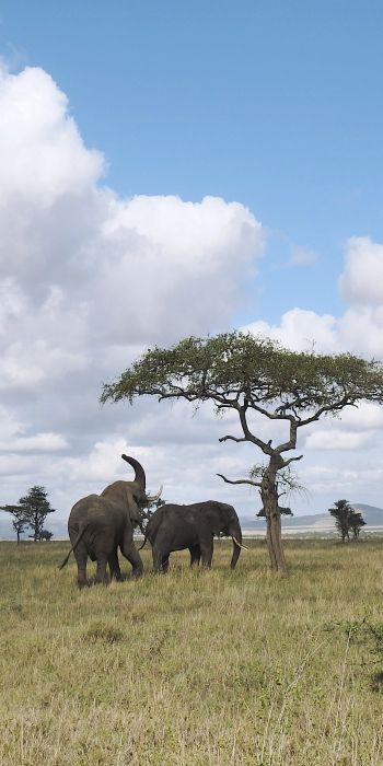 Обои 720x1440 Национальный парк Серенгети, Танзания