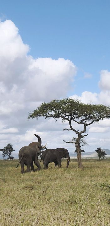 Обои 1080x2220 Национальный парк Серенгети, Танзания