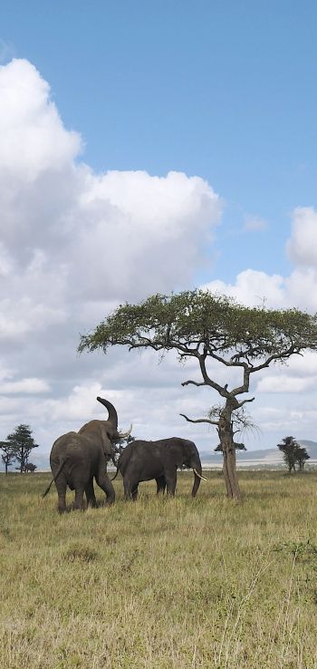 Обои 1080x2280 Национальный парк Серенгети, Танзания