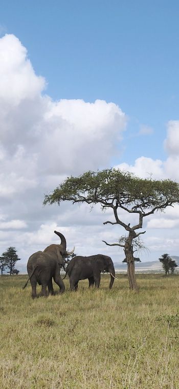 Обои 1125x2436 Национальный парк Серенгети, Танзания
