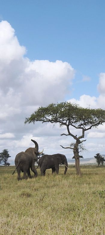 Обои 720x1600 Национальный парк Серенгети, Танзания