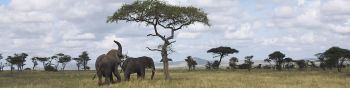 Обои 1590x400 Национальный парк Серенгети, Танзания