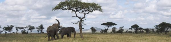 Serengeti National Park, Tanzania Wallpaper 1590x400