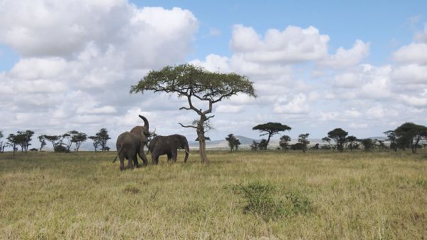 Обои 2560x1440 Национальный парк Серенгети, Танзания