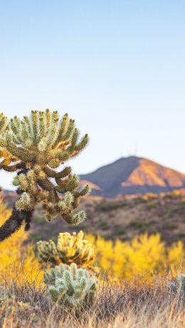 Arizona, USA, wild nature Wallpaper 640x1136