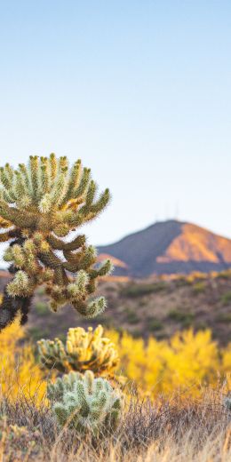 Arizona, USA, wild nature Wallpaper 720x1440