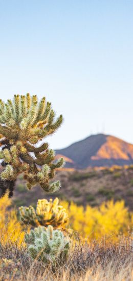 Arizona, USA, wild nature Wallpaper 1440x3040