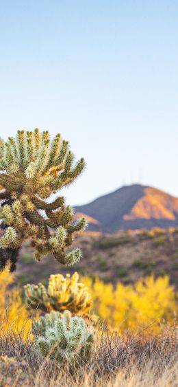 Arizona, USA, wild nature Wallpaper 1080x2340