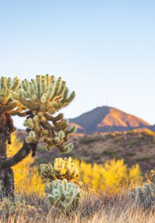 Arizona, USA, wild nature Wallpaper 1640x2360