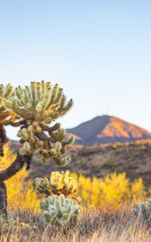 Arizona, USA, wild nature Wallpaper 1752x2800