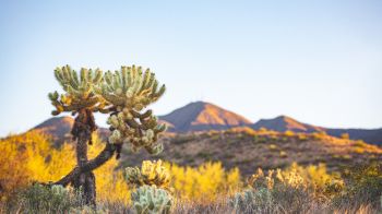 Arizona, USA, wild nature Wallpaper 2560x1440
